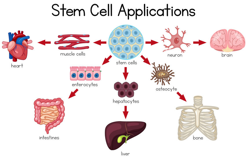 Stem Cells: What They Are and What They Do - Regenerative Medicine Now